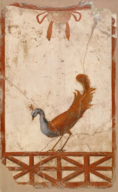 Frammento di muro con un pavone da Unbekannt Unbekannt